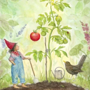 Postcard The first ripe Tomato