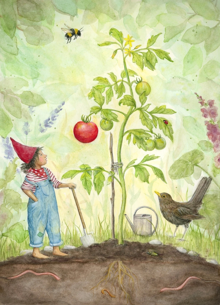 Postcard The first ripe Tomato