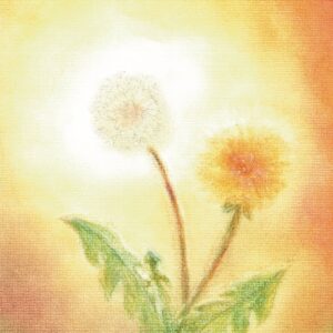 Seccorell Postcard Dandelion