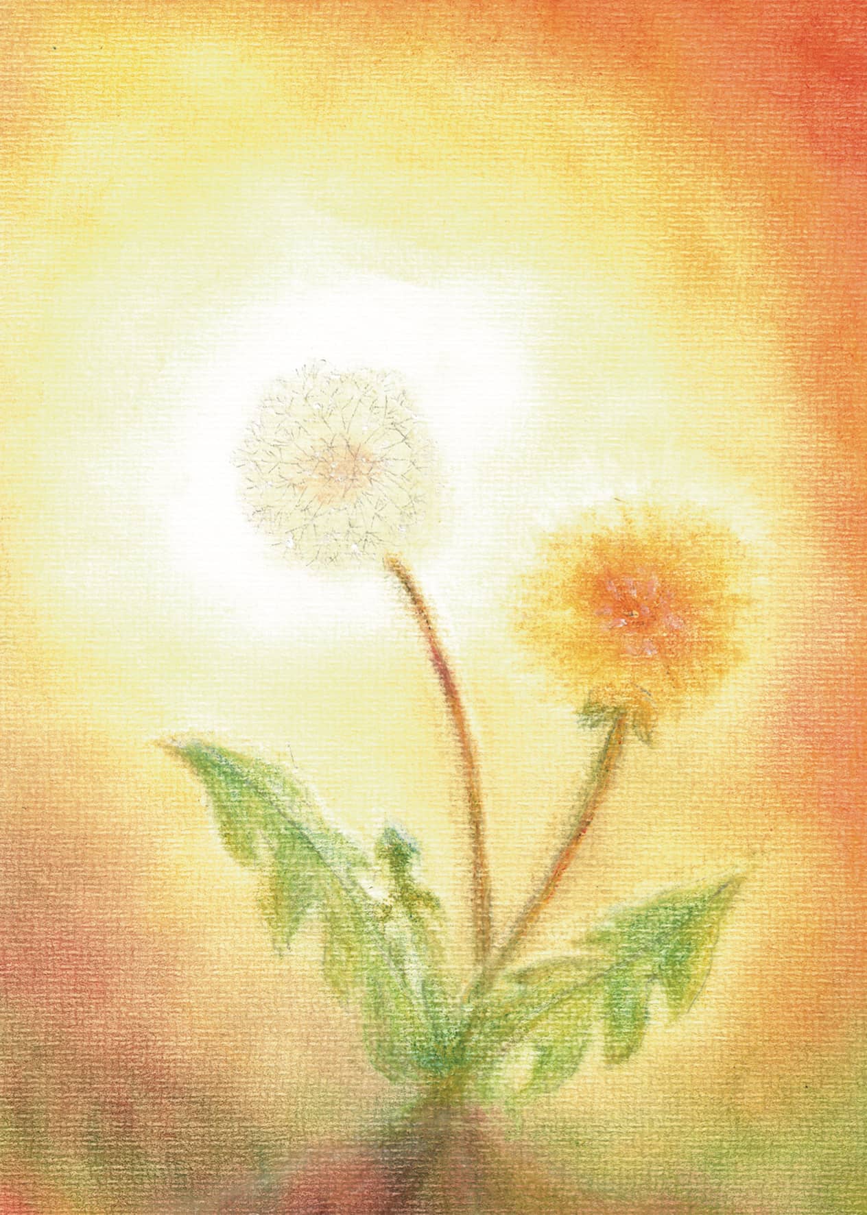 Seccorell Postcard Dandelion