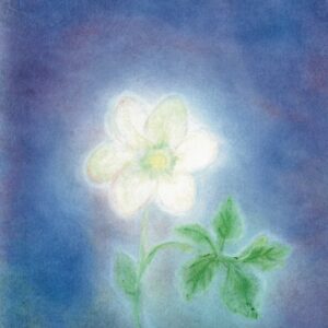 Seccorell Postcard Xmas Rose